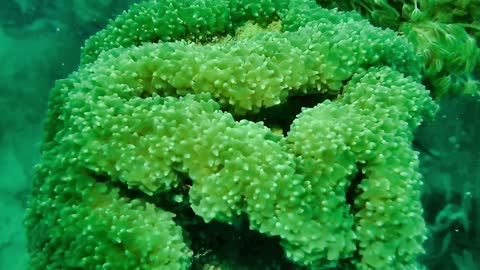 A Fish Hiding Inside A Green Aquatic Plant