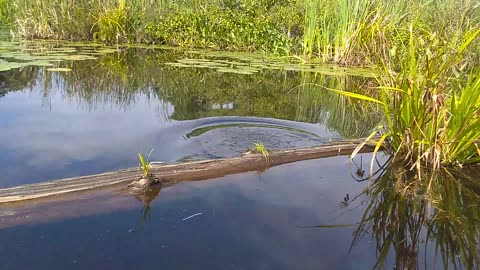 Painted Turtle