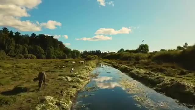 A flock of birds flying over the river