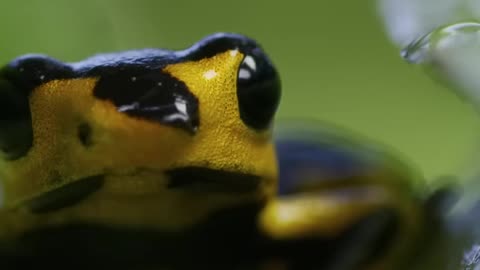 Poison Dart Frog
