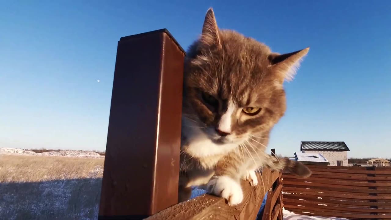 Best of the Best : Funny Animal Videos