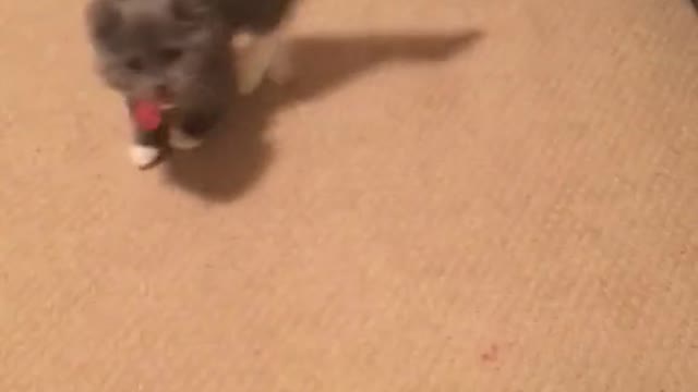 scared in scared cat