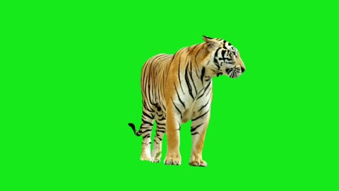 tiger green screen video effect HD Footage