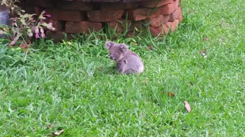 Koala baby rescue