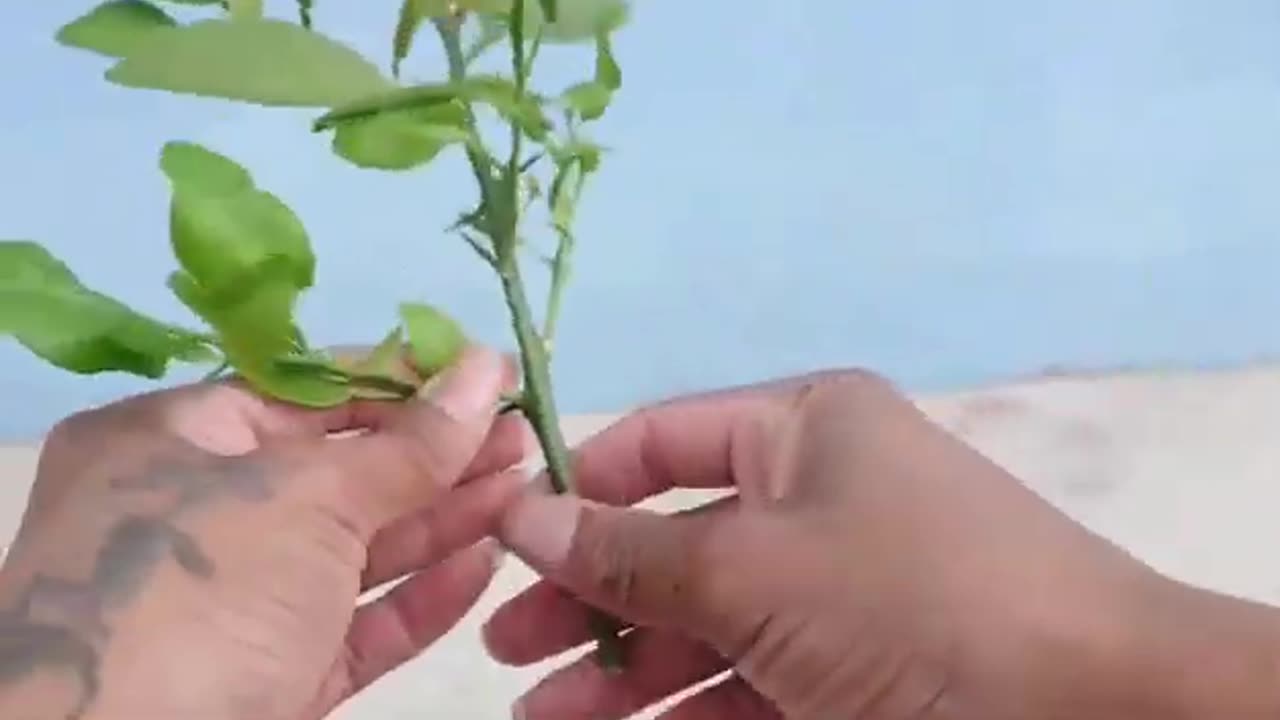 How to propagate lemon tree from cuttings with Potato | With 100% success