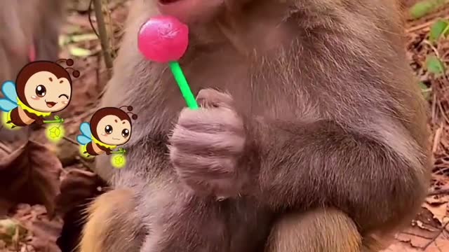 This monkey not only loves lollipops but also corn