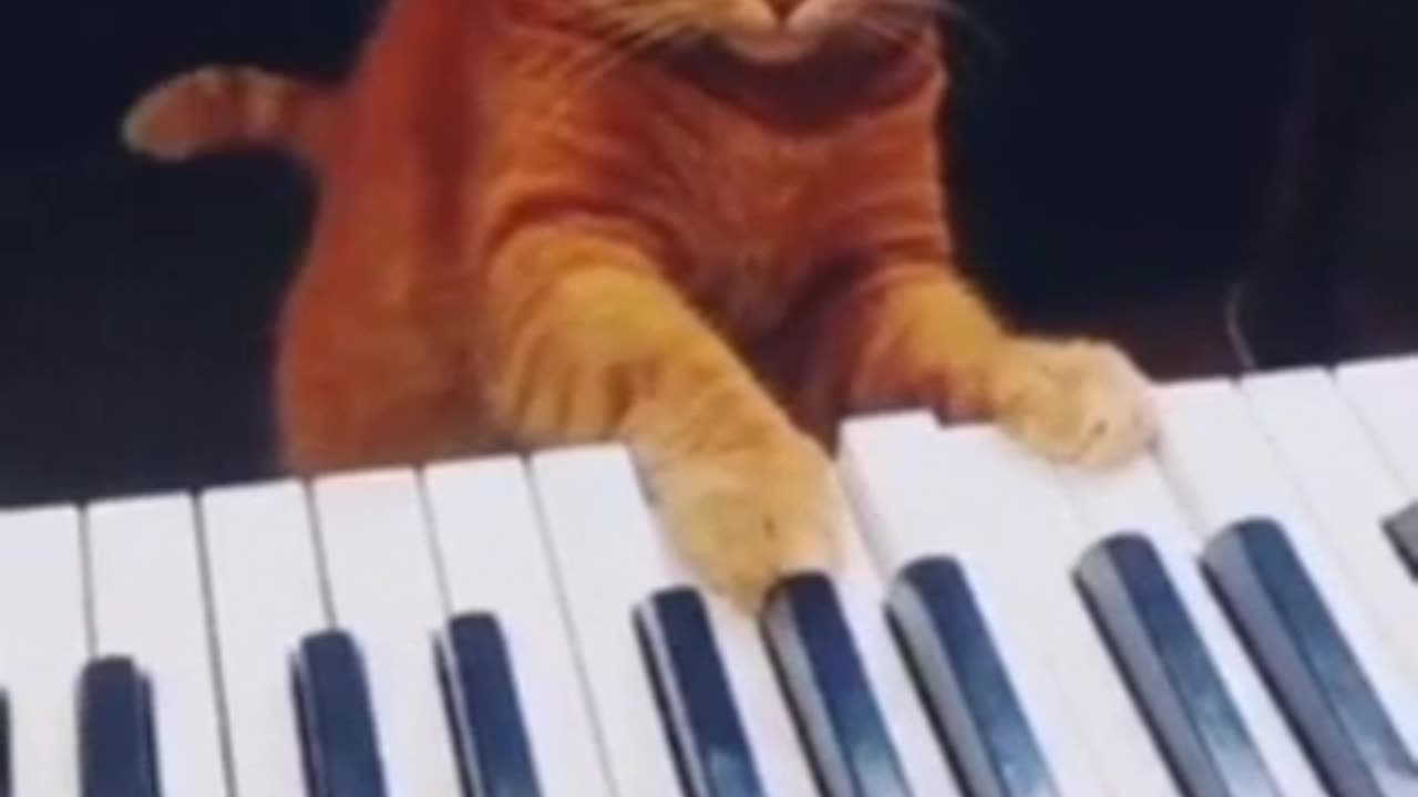 NOTHING TO SEE HERE JUST A CAT 🤪PRACTICING PIANO