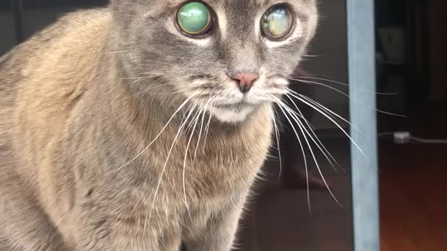 Blind cat gets up, but how will she get down.