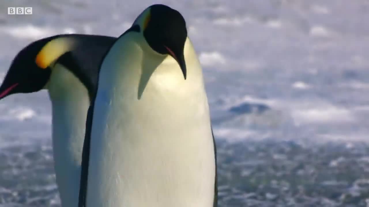 Baby Penguin Transfer