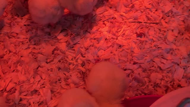 Meat Bird Chicks 05.2022