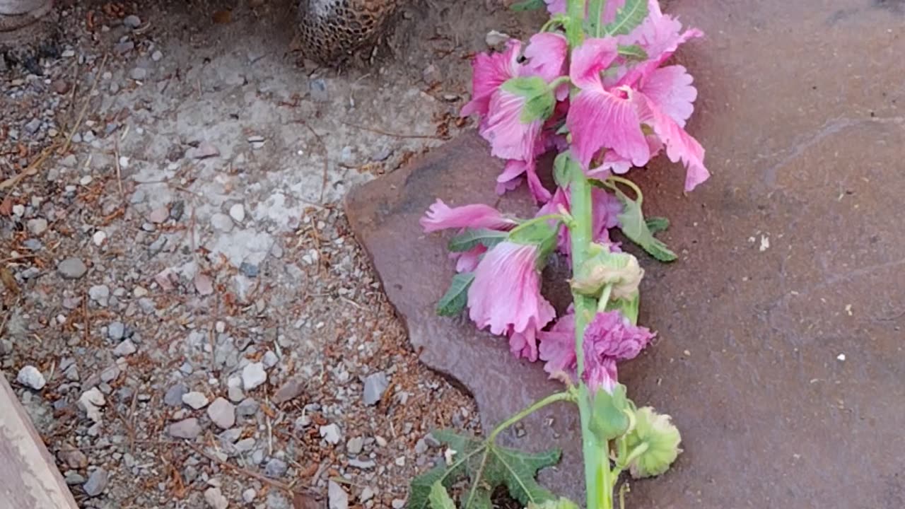 desert tortoise feeding on hollyhocks