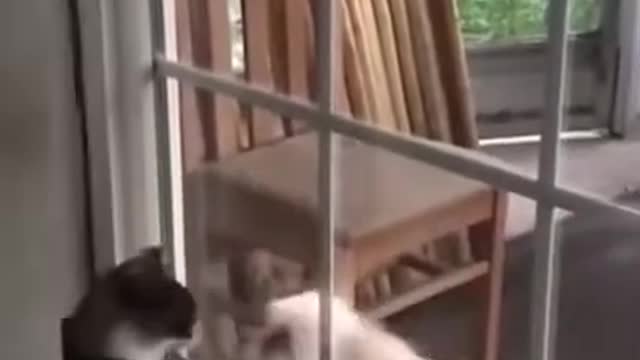 Funny Animals Fails Compilation Funny Animals Homemade Clips #Shorts