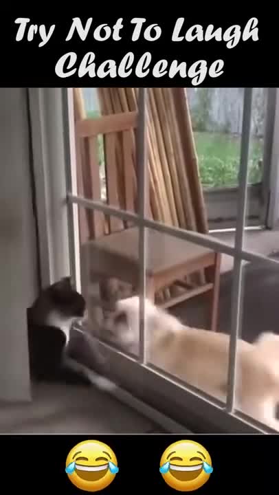 Funny Animals Fails Compilation Funny Animals Homemade Clips #Shorts