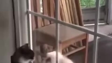 Funny Animals Fails Compilation Funny Animals Homemade Clips #Shorts