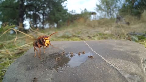 Breathtaking Flight Maneuvers of Hornets in Slow Motion