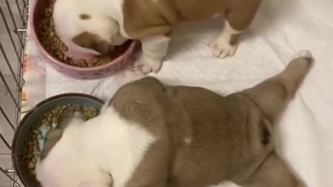 Cute dogs eating with style