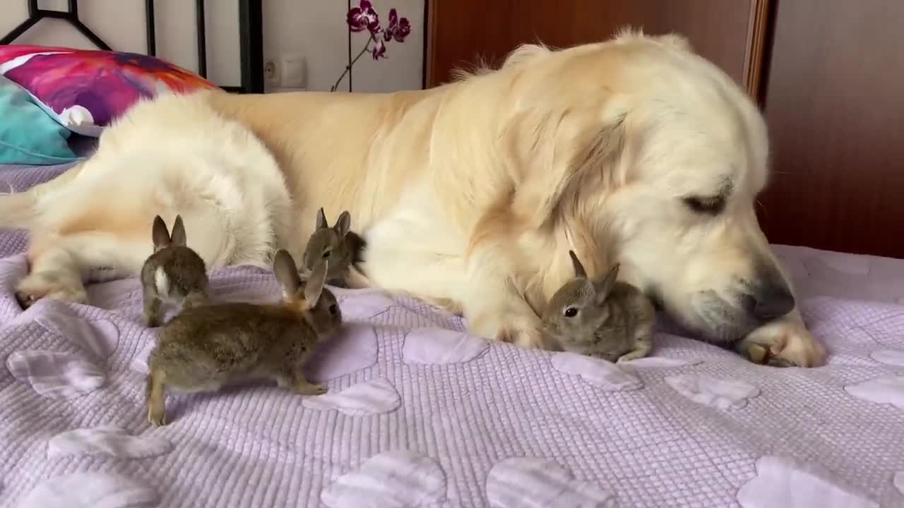 Golden Retriever and Baby Bunnies - Amazing Friendship