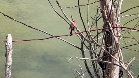 Eligible bachelor Cardinal looking for a mate