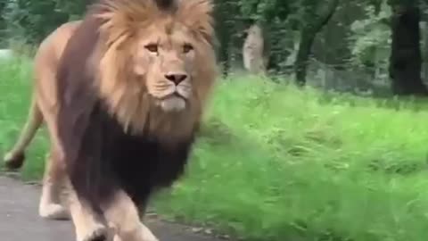 Lion Forest king