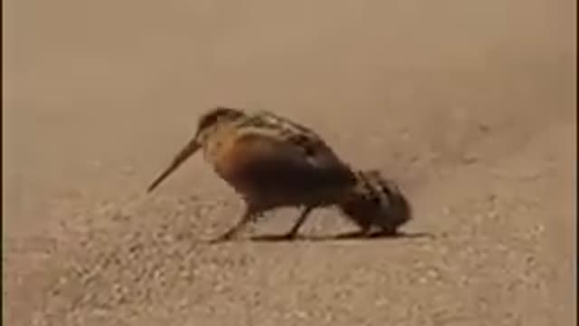 birds dancing