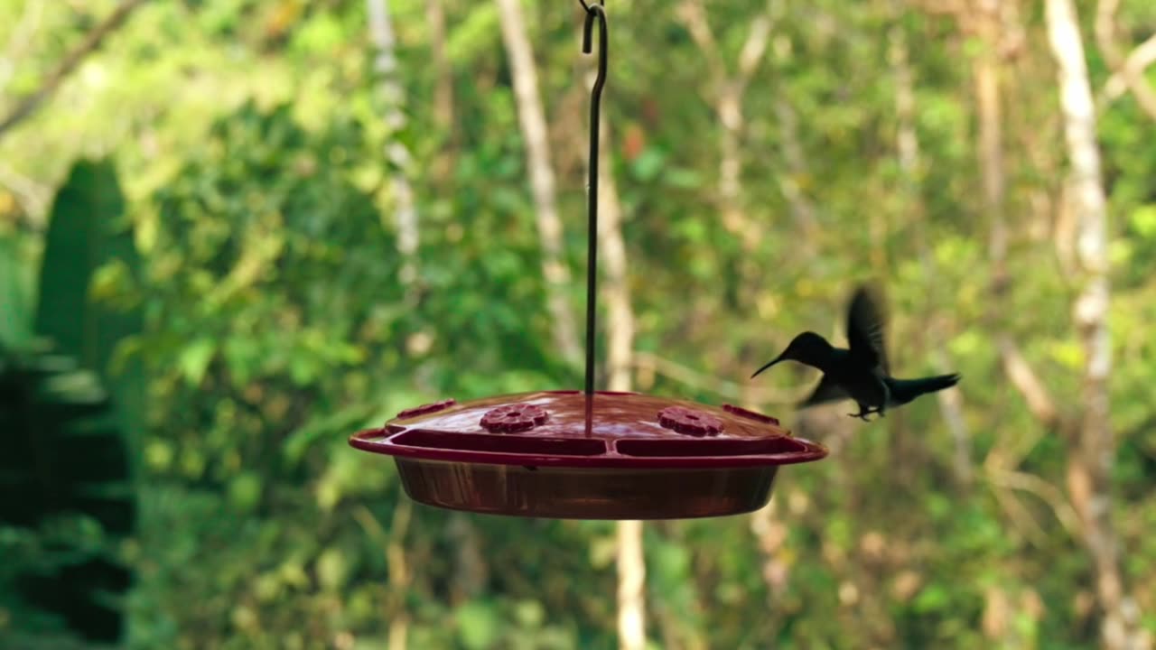 Cute black bard's video in forest India