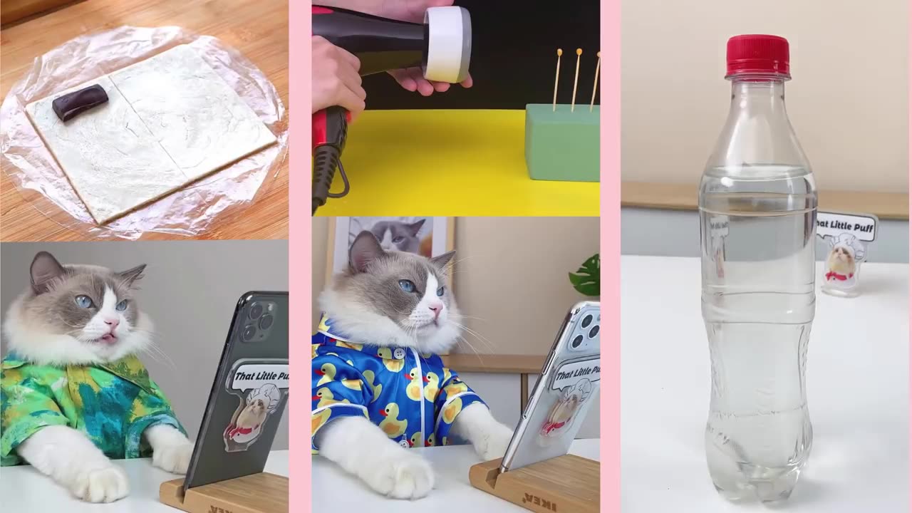 That Little Puff January funny compilation1 #thatlittlepuff #catchefmeow