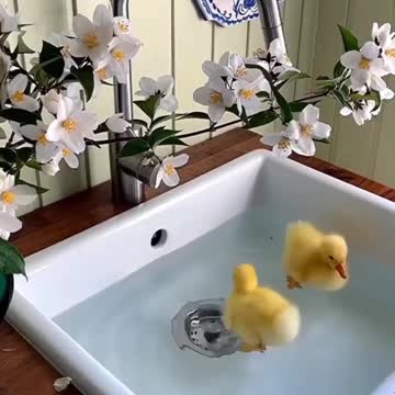 baby duck taking a bath