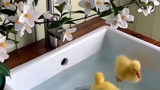 baby duck taking a bath