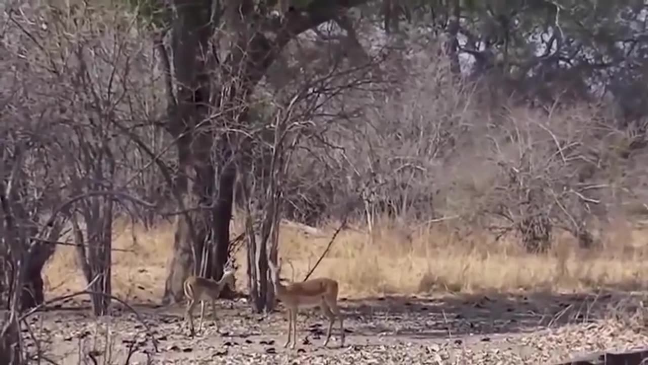 The Eagle Dies While Hunting Octopus In The Ocean