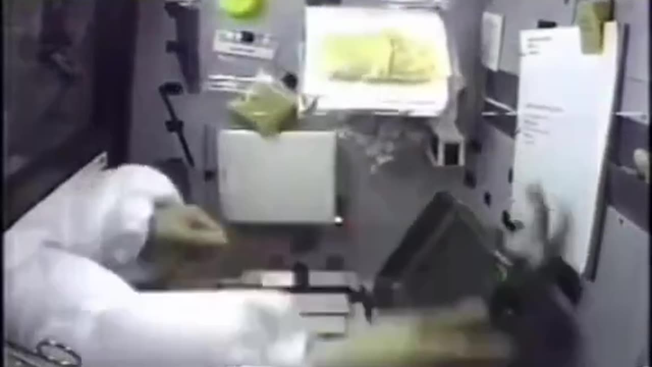 Animals in zero gravity