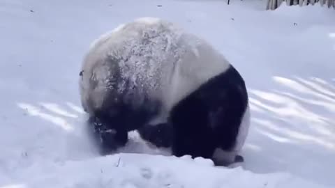 Panda being a panda at its best..