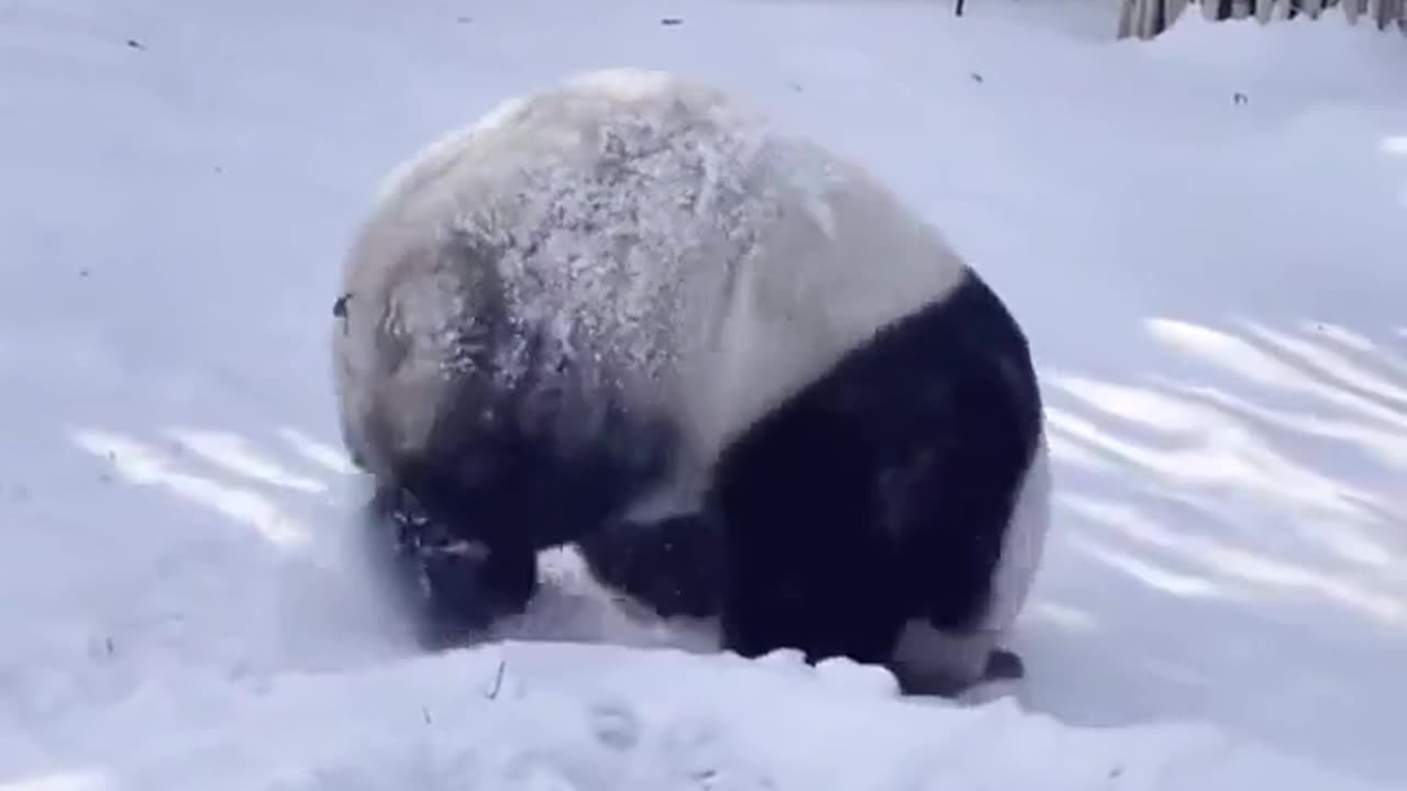 Panda being a panda at its best..