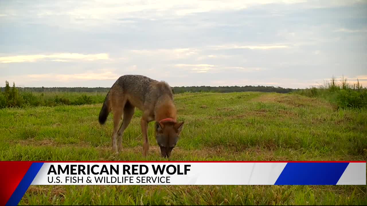 St. Louis Zoo plans to help save American red wolves