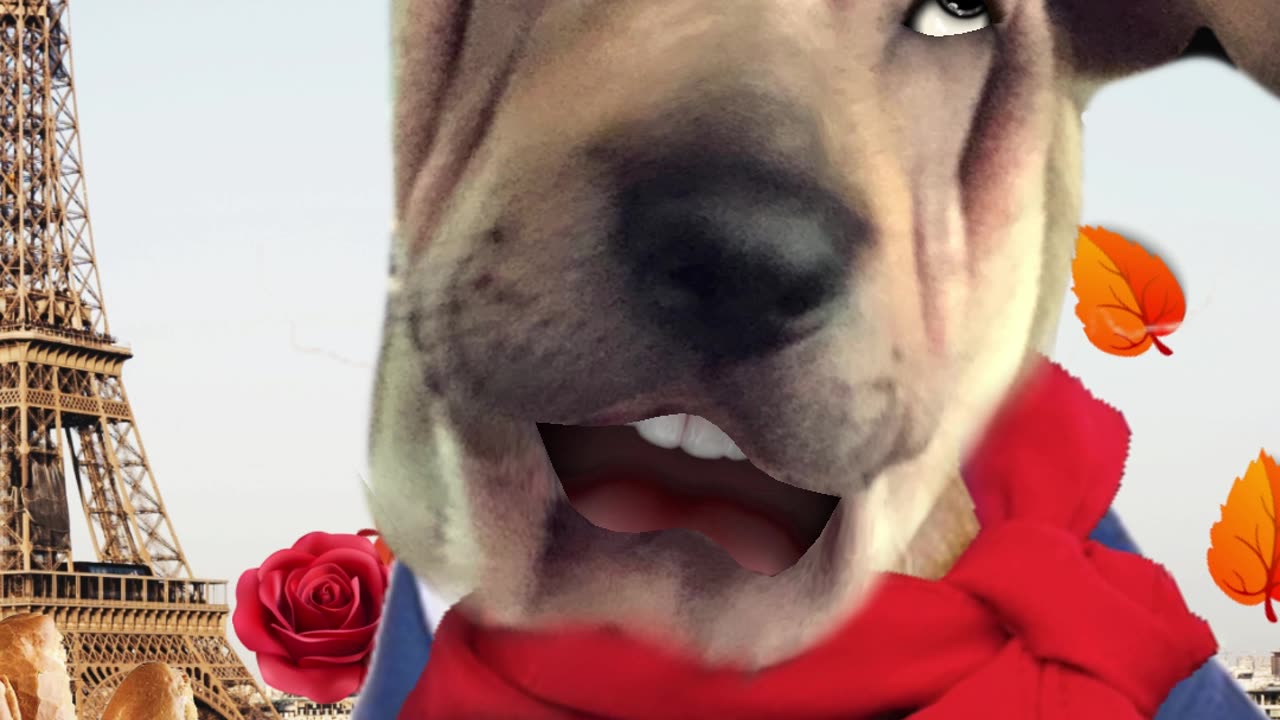 LA VIE EN ROSE Music Video - Dog singing video - PicthePit - AmiAndPicThePup