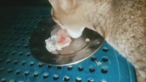 My cute little kitty videos