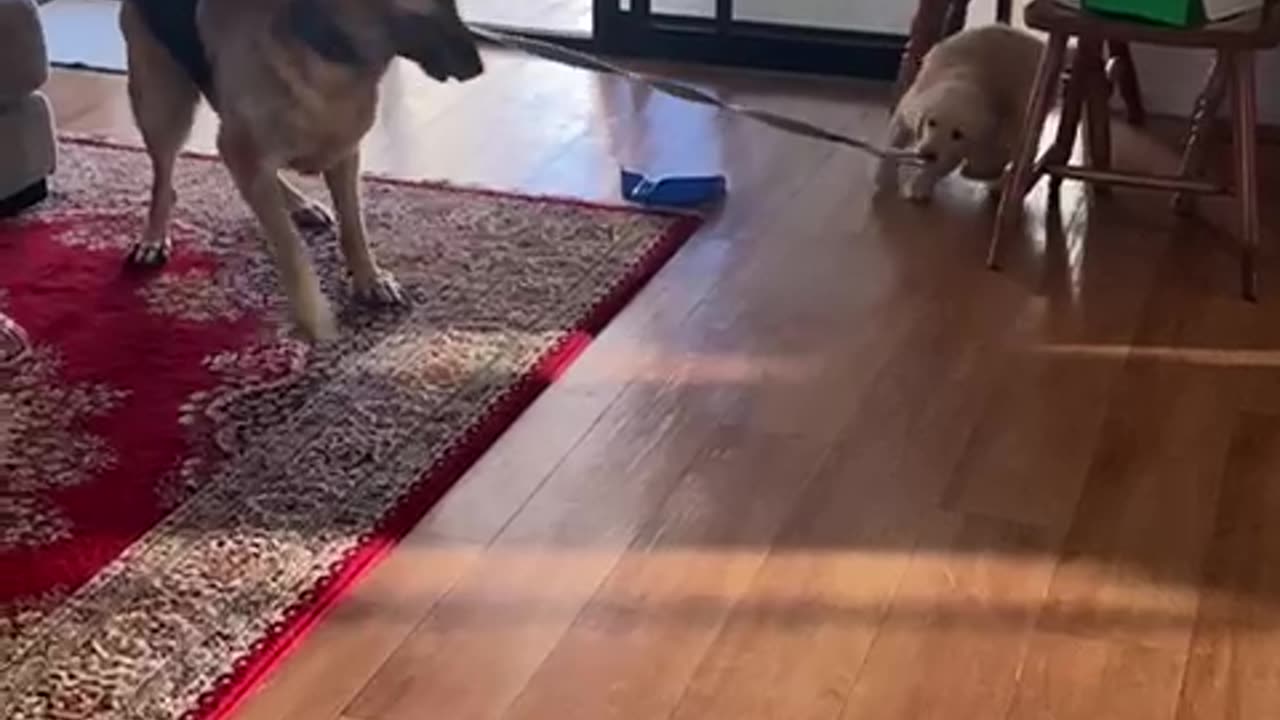 Puppy Tries to Take German Shepherd for a Walk