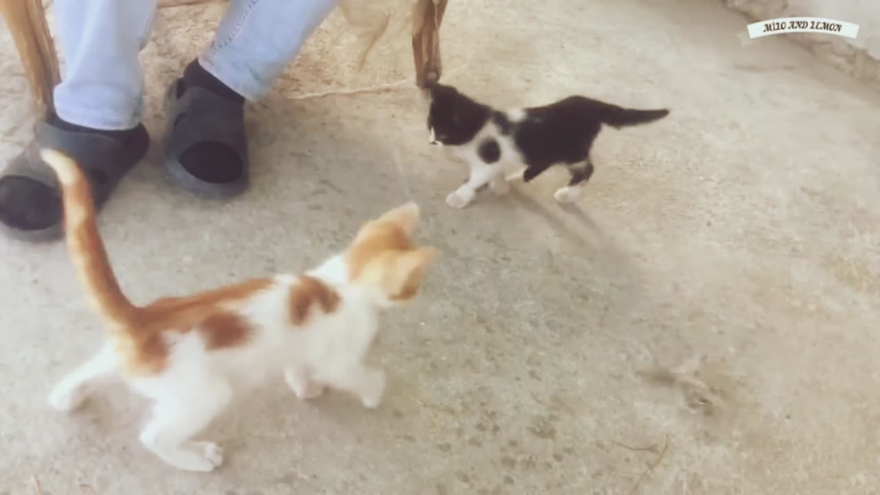 Playing Cat