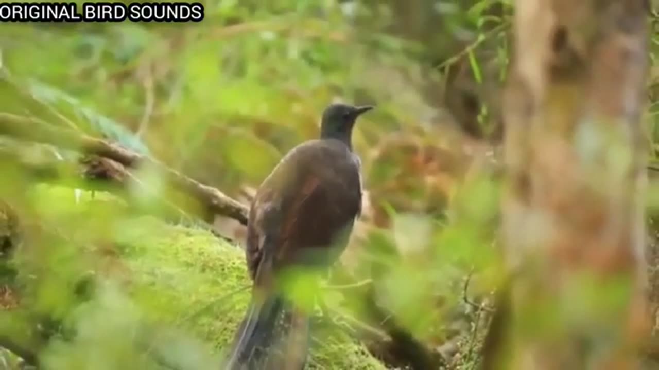 Best Mimic Bird, Lyre harp / lyrebird in the wild