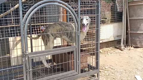 Pets are funny