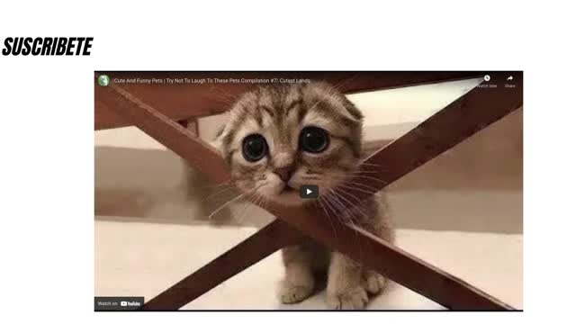 funny cats