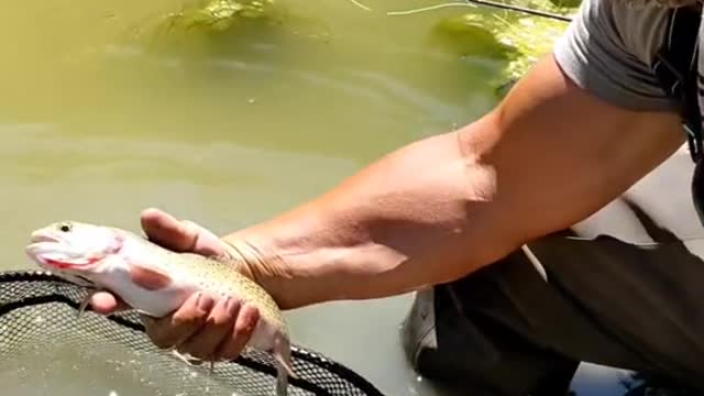 Anglers! what's your go to dry fly in the fall