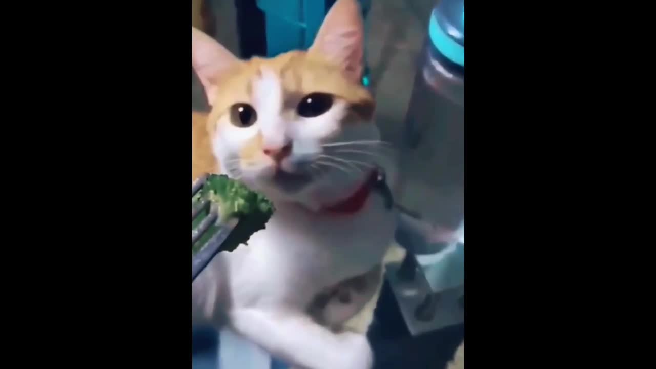 Funny cat videosπ±π±πππ