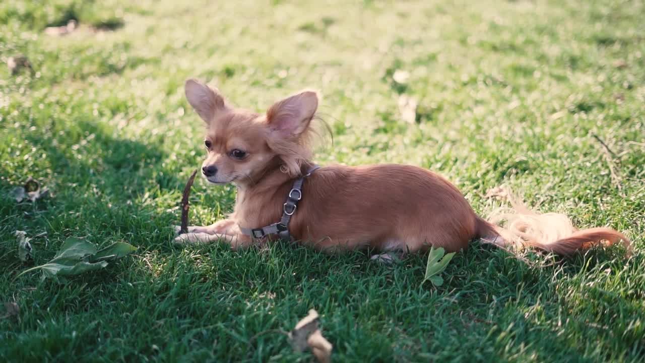 Adorable funny longhair dog chihuahua playing with a stick in park