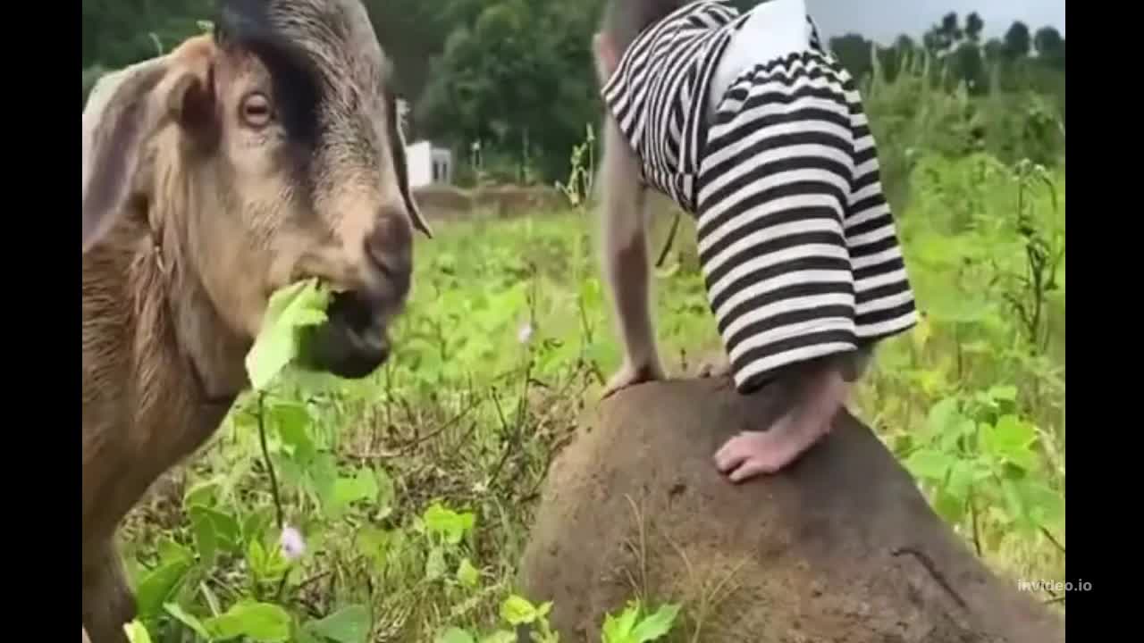 Animals Moments Goat With Monkey