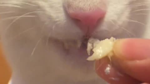 a funny cat