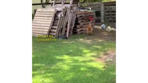 If checkens has arms