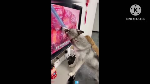 Funny dogs 😂😂😂