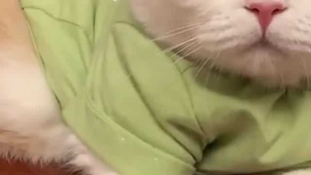 Friendly pets movement | best of funny pets video