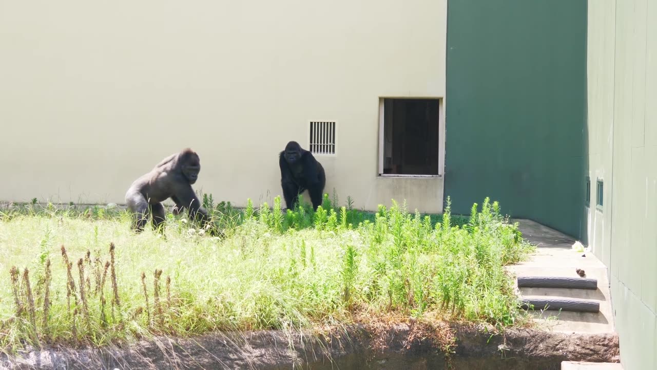 How Gorillas Communicate in Midsummer. Shabani Family