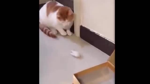 Cats play games with mice